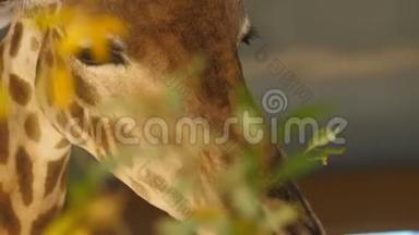 长颈鹿用新鲜多汁的叶子舔着长长的舌头。 大型动物头部计划